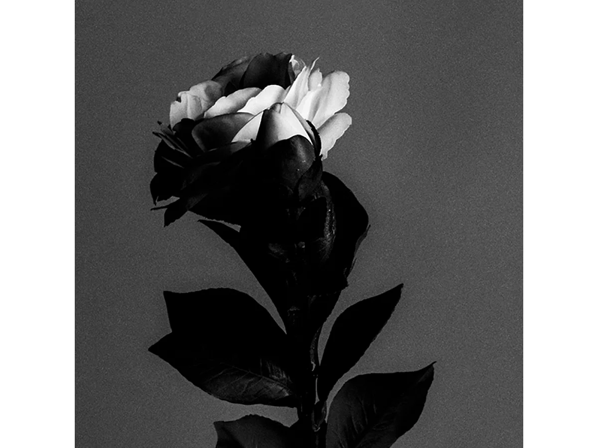 Tige de Camélia - Rouge