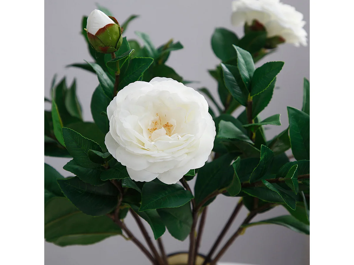 Tige de Camélia - Rouge