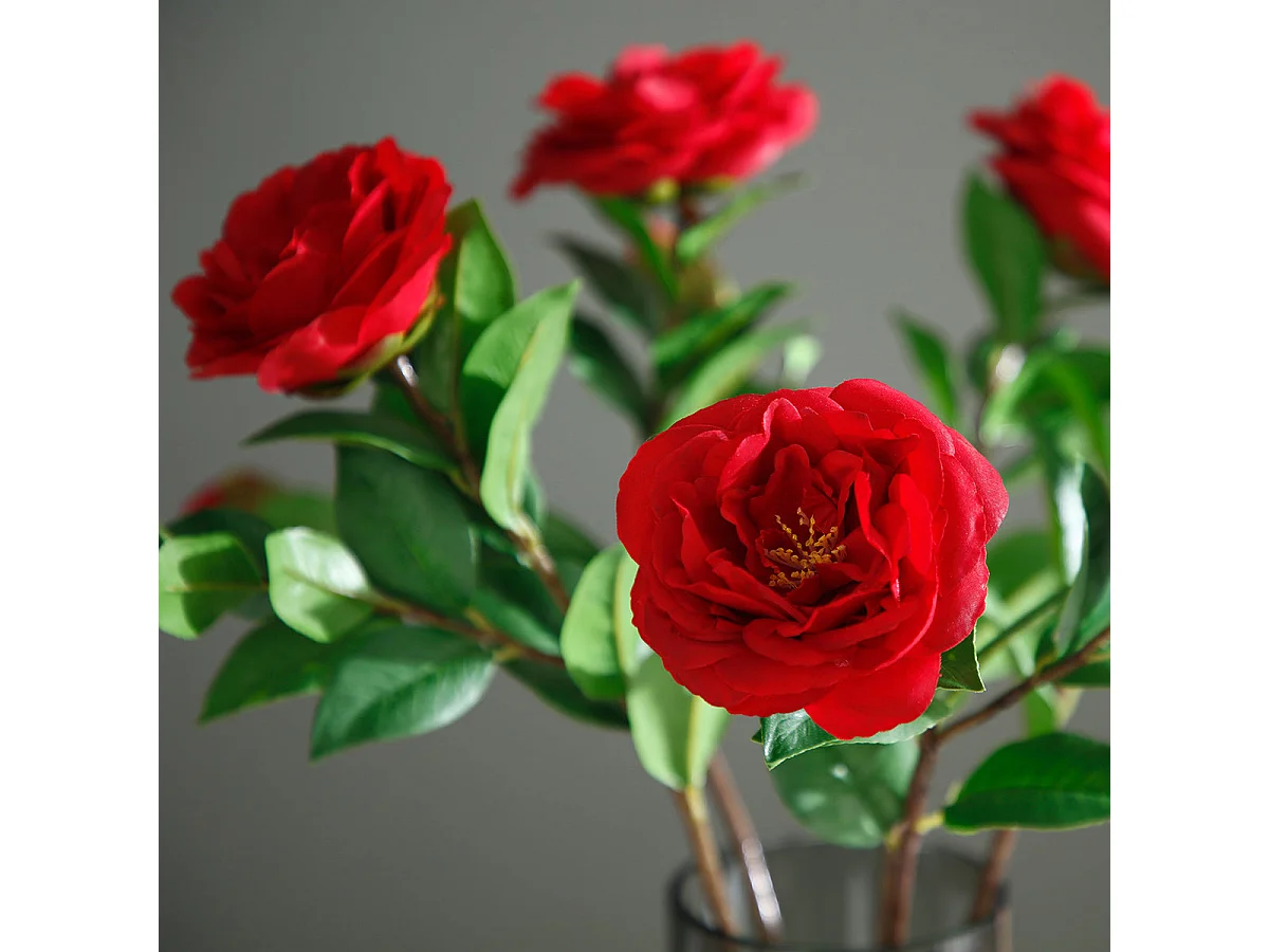 Tige de Camélia - Rouge