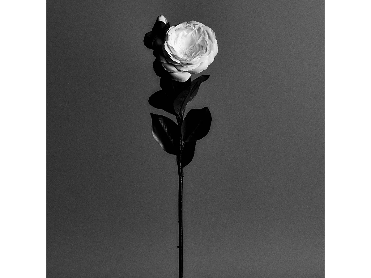 Tige de Camélia - Rouge