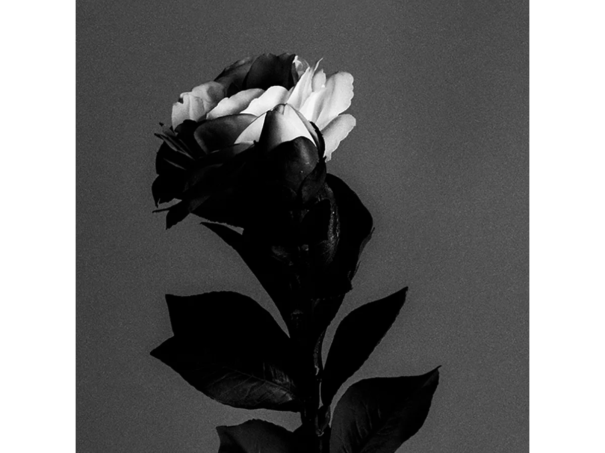 Tige de Camélia - Rouge