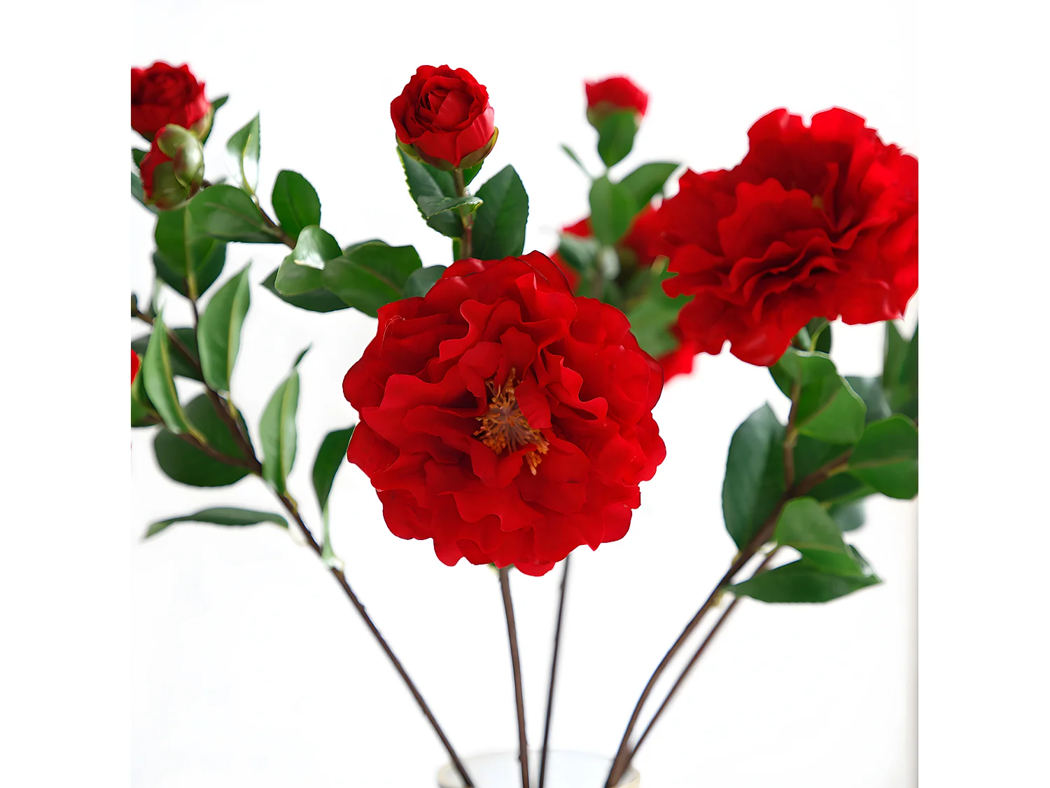 Tige de Camélia - Blanc