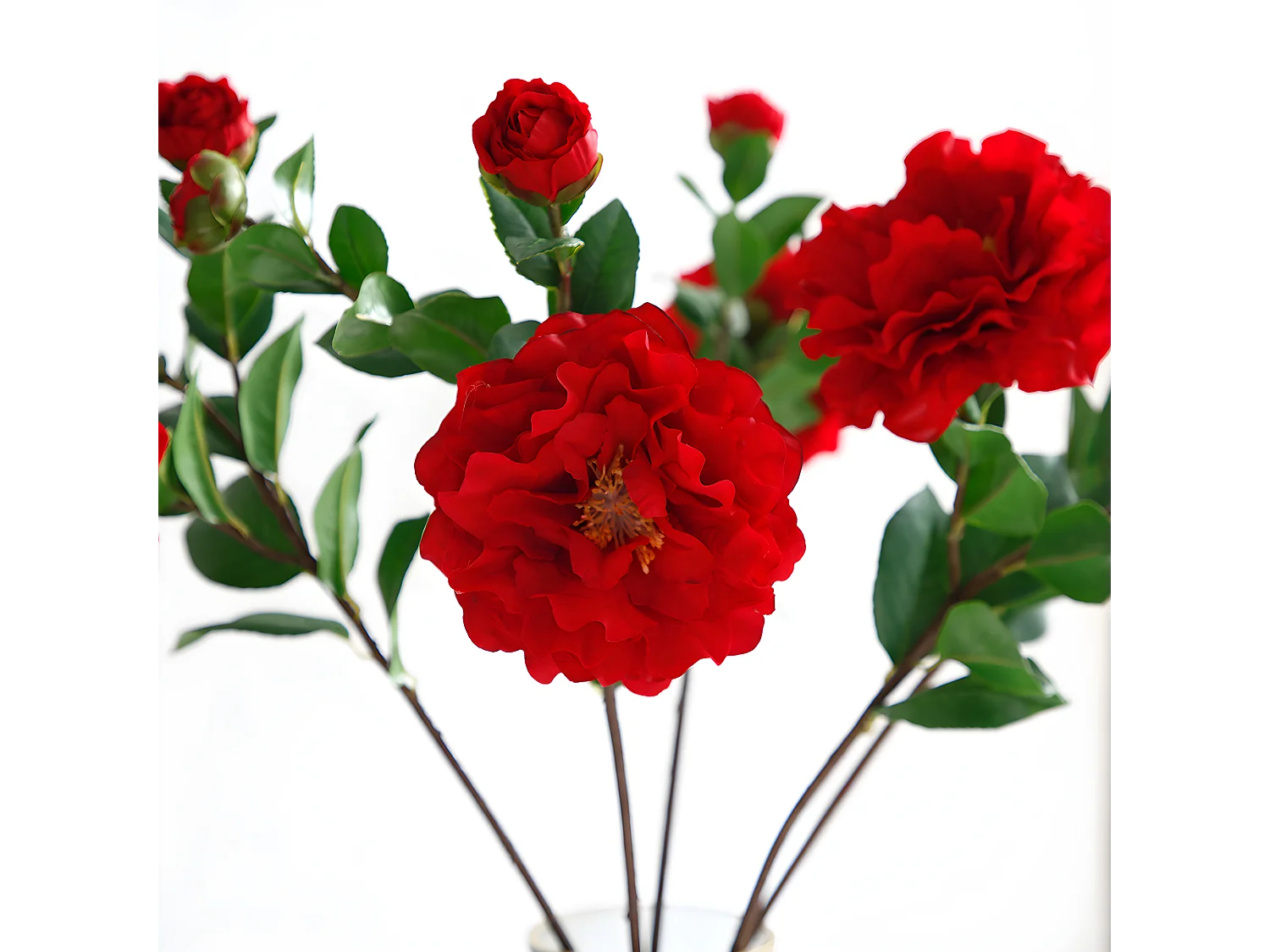 Tige de Camélia - Blanc