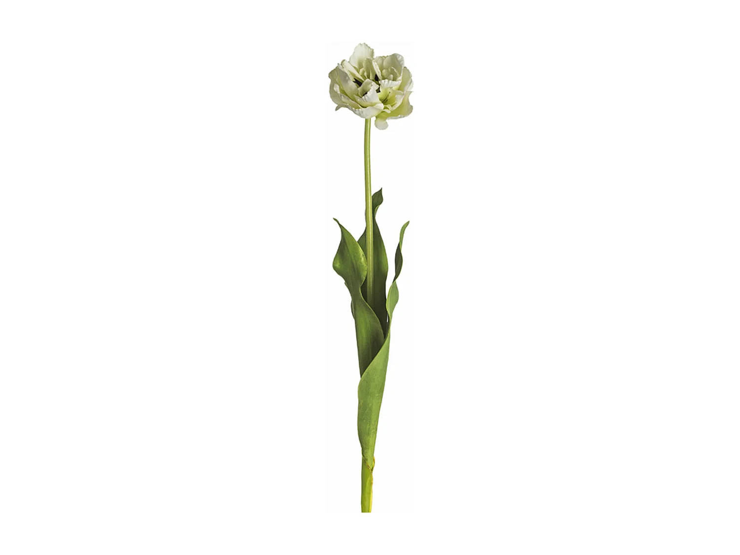 Tige de Tulipe Double Nina - Violet / 71 cm