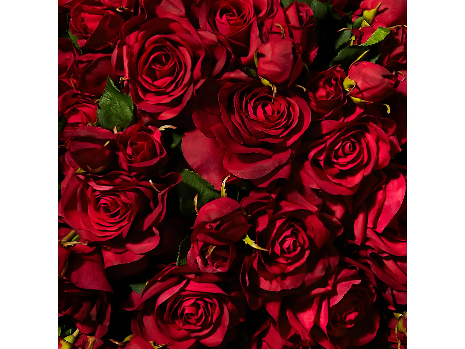 Tige de Rose Avec Bourgeon - Blanc / 53 cm