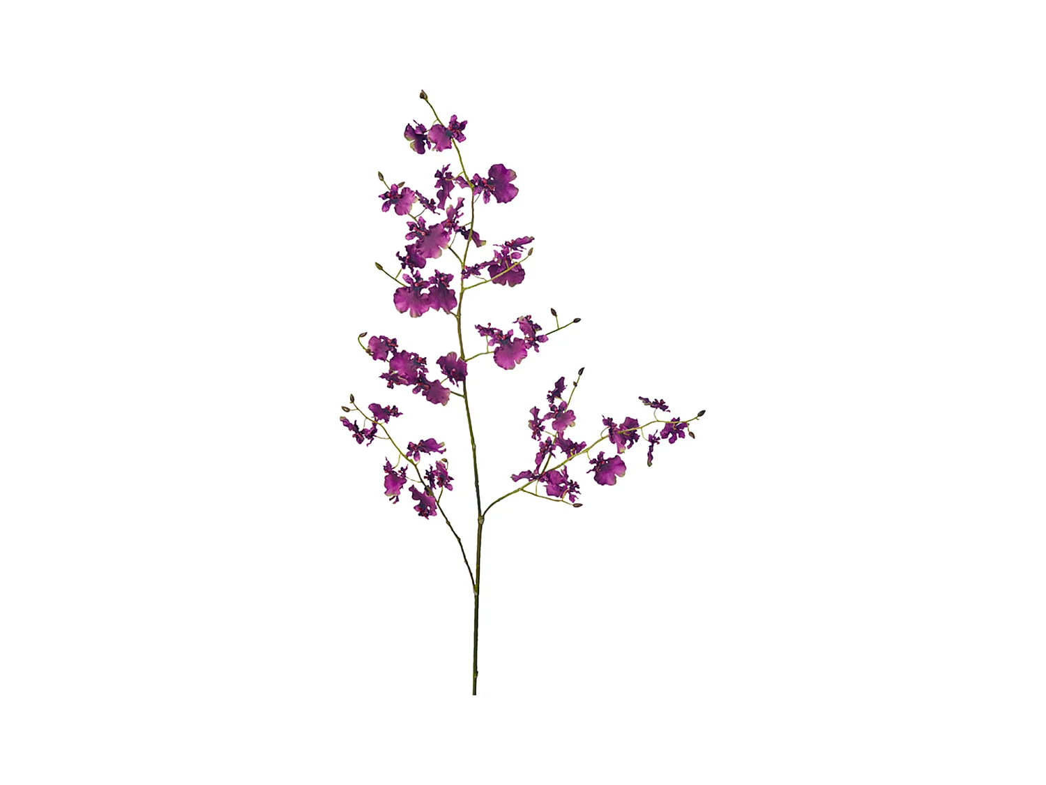 Tige d'Orchidée Oncidium - Blanc