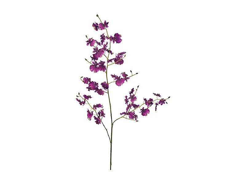 Tige d'Orchidée Oncidium - Blanc