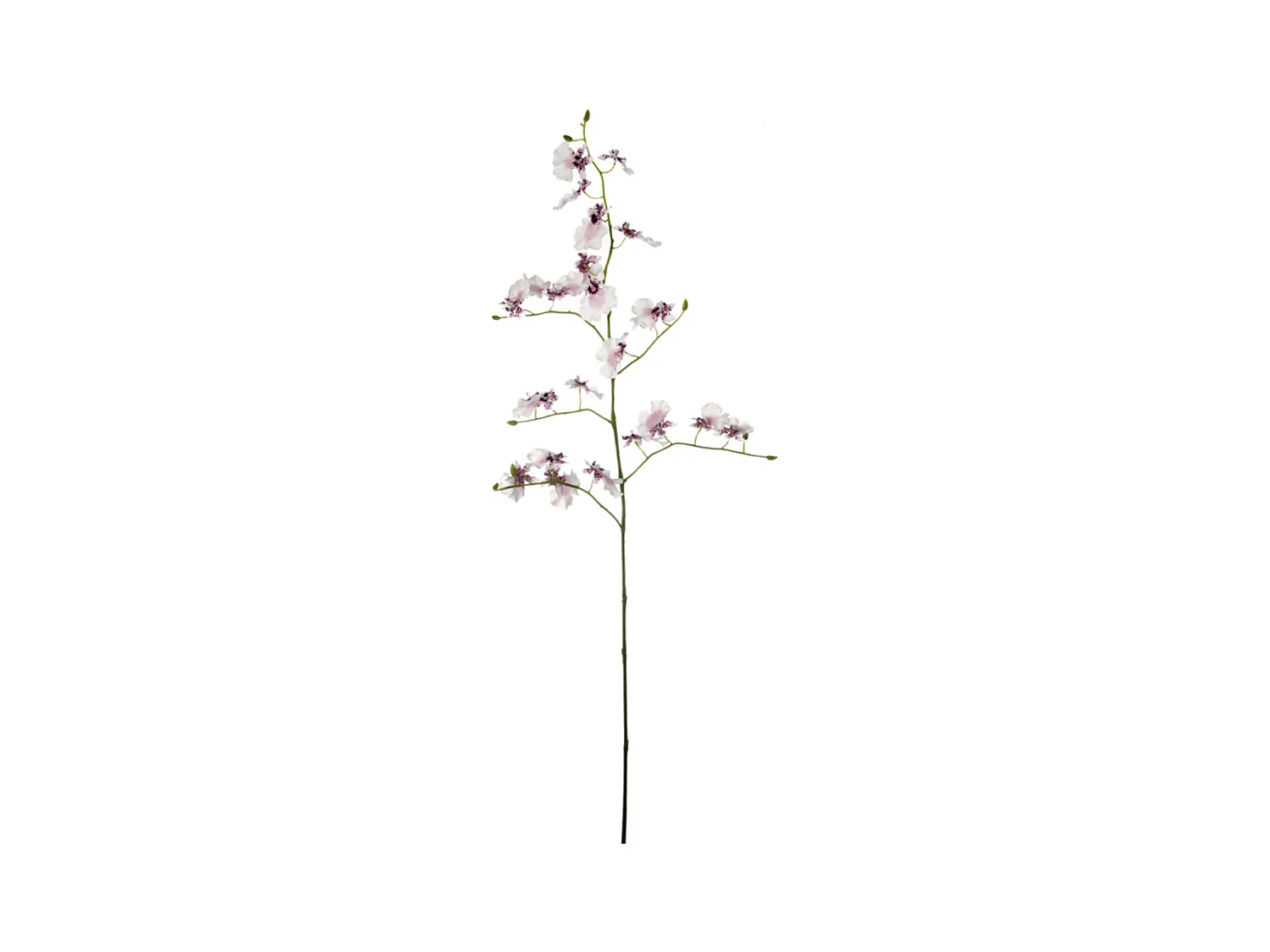 Tige d'Orchidée Oncidium - Violet