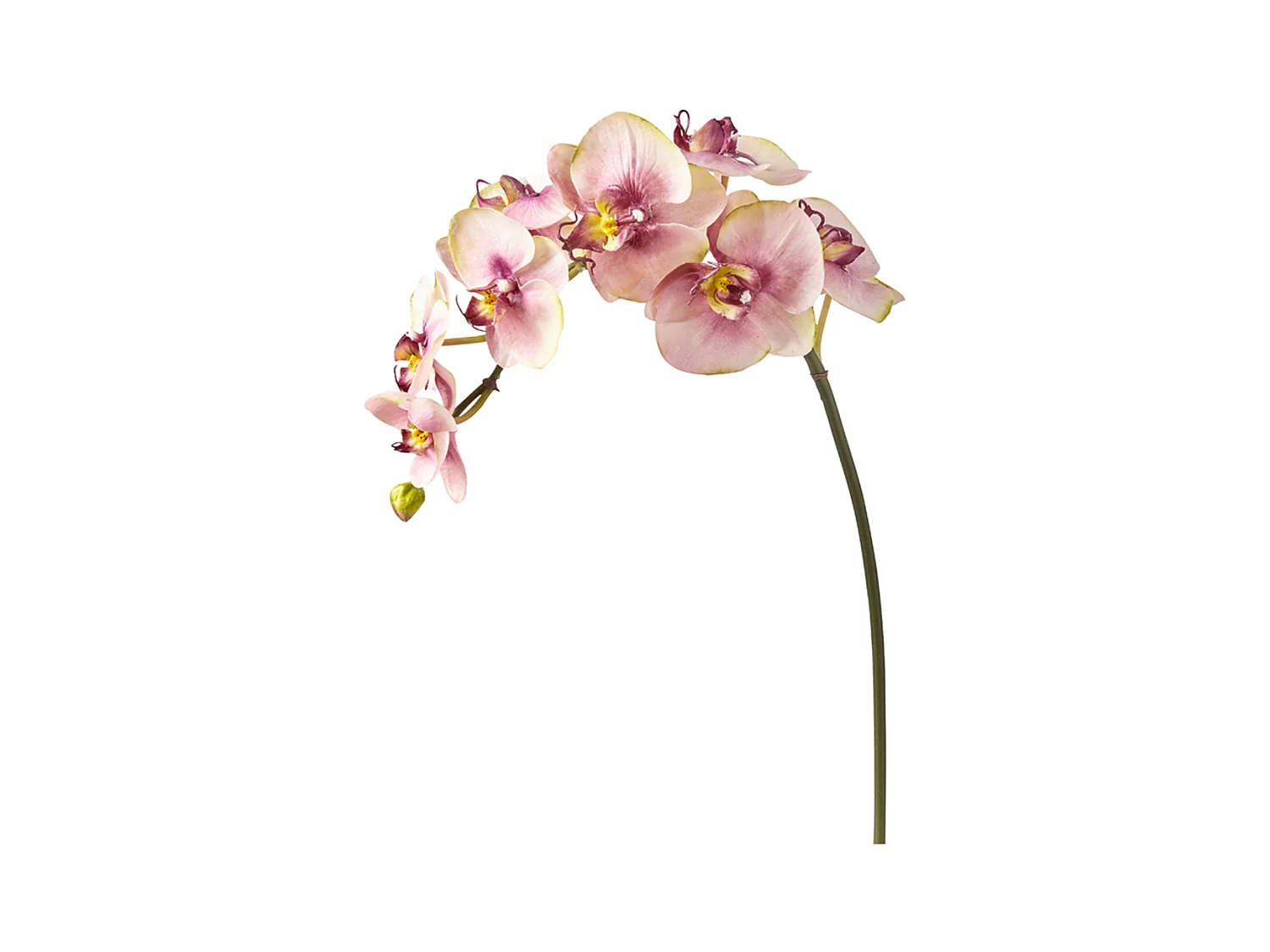 Tige d'Orchidée Phalaenopsis Budy - Fuchsia / 87 cm