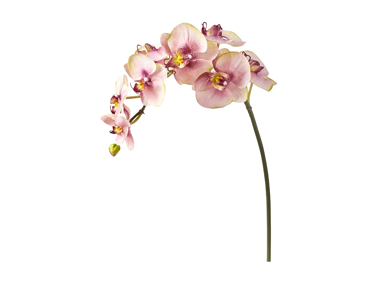 Tige d'Orchidée Phalaenopsis Budy - Fuchsia / 87 cm