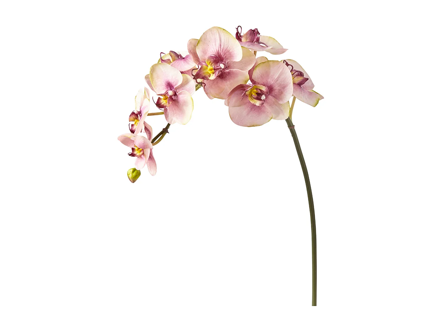 Tige d'Orchidée Phalaenopsis Budy - Fuchsia / 87 cm