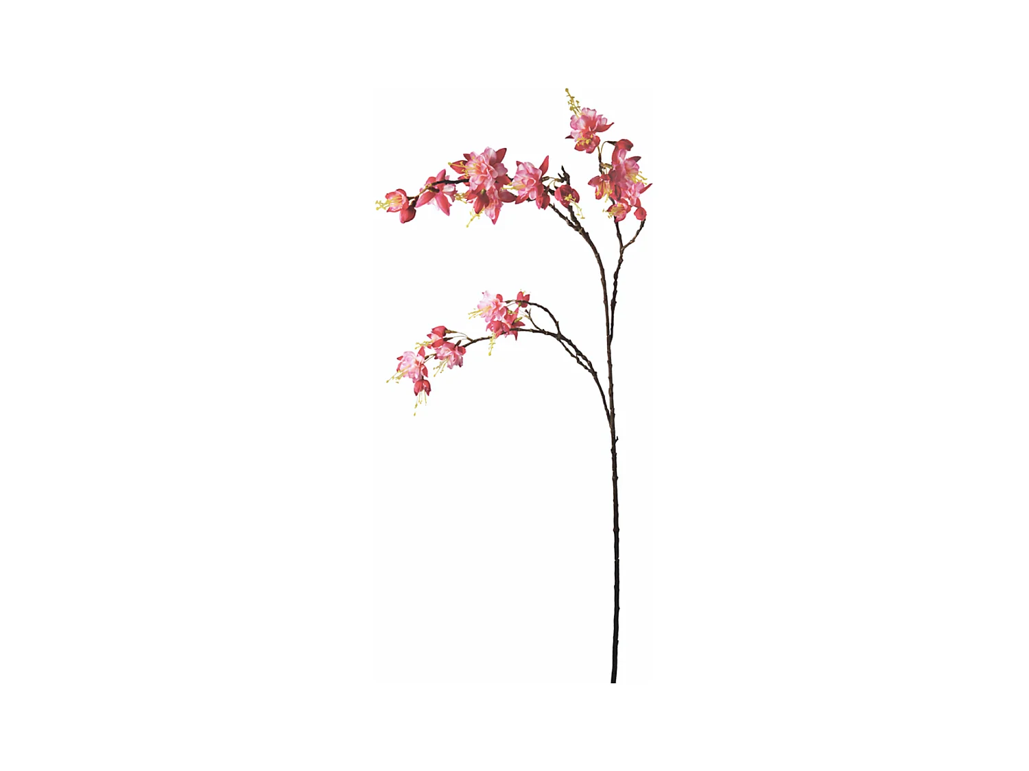 Tige de Fuchsia Amalia - Fuchsia