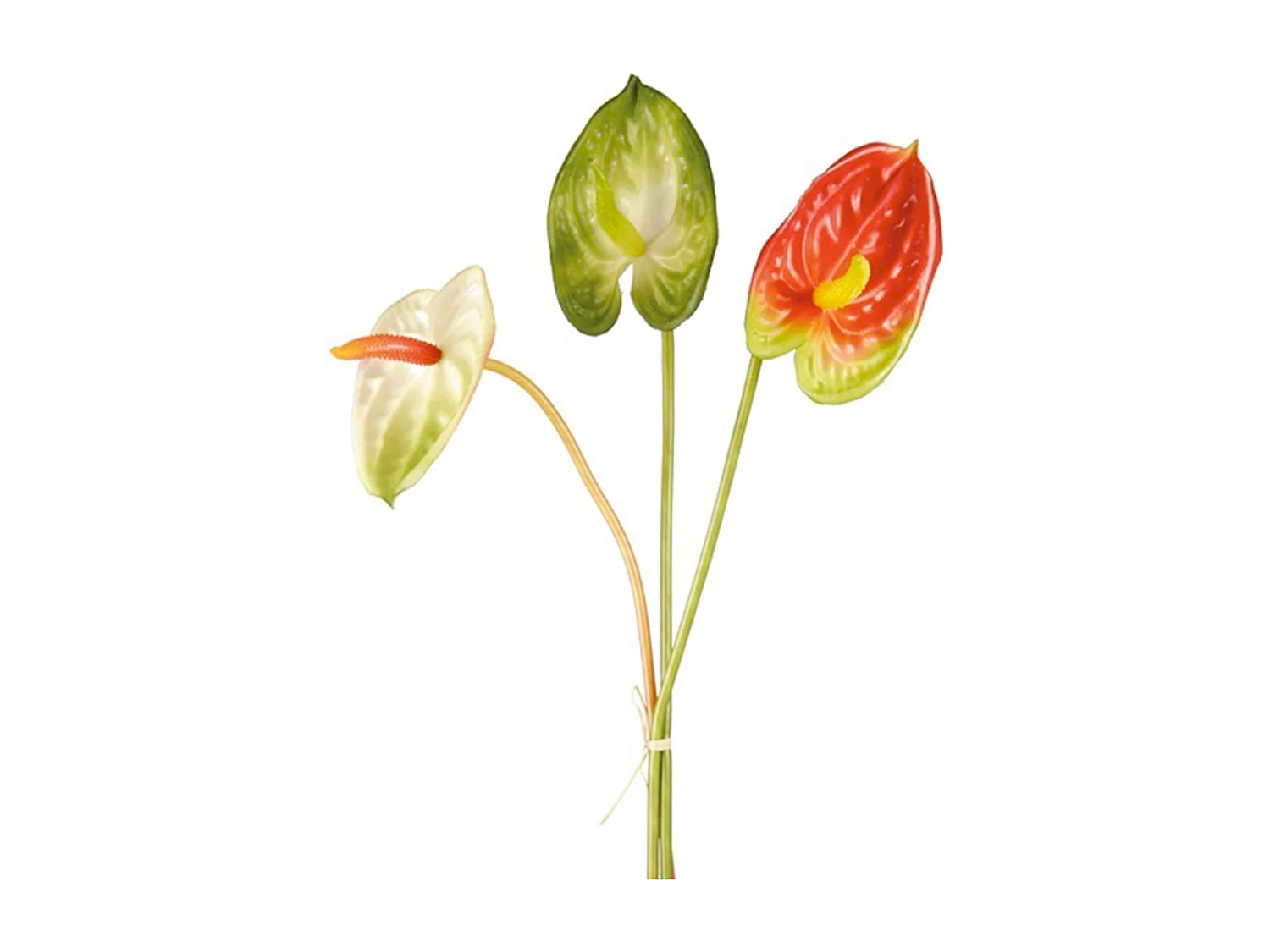 Tiges d'Anthurium - Vert / 61 cm