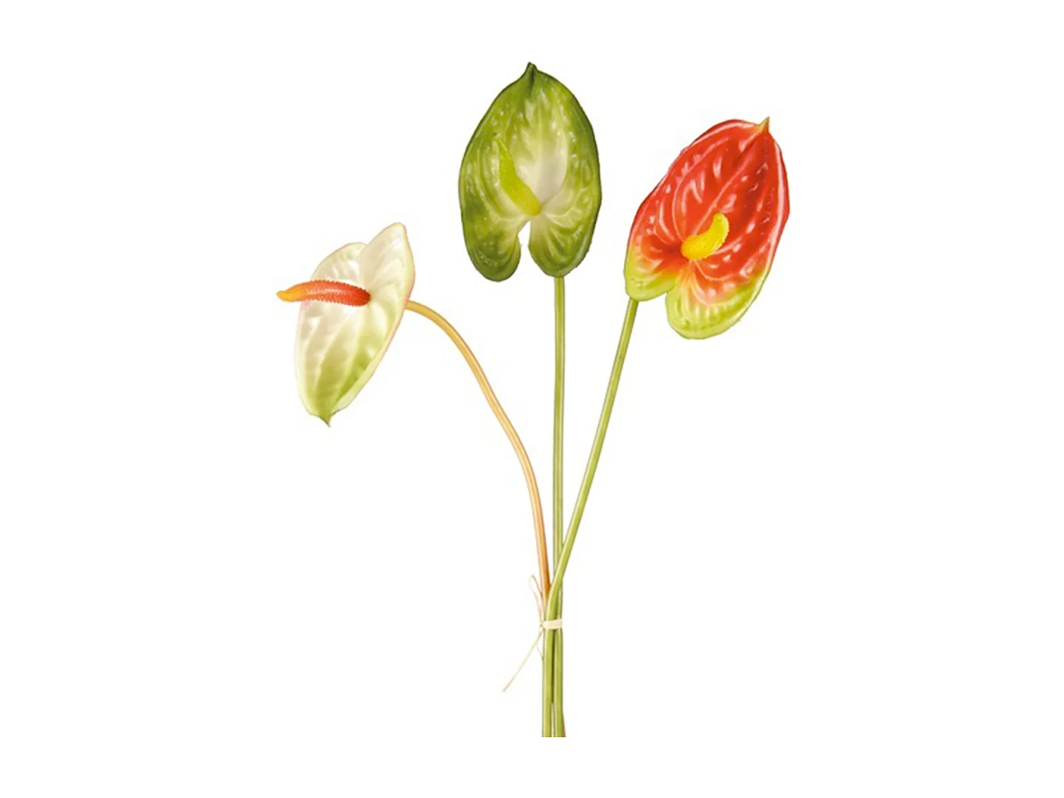 Tiges d'Anthurium - Vert / 61 cm