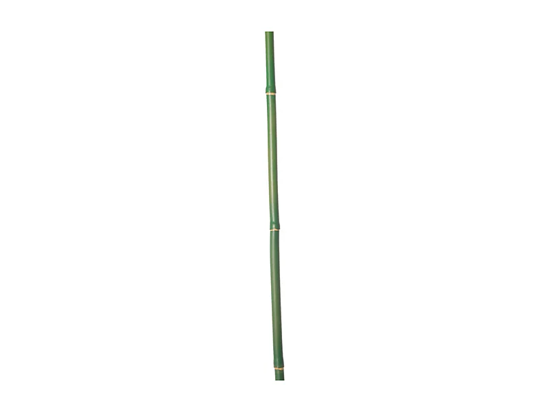 Branche de Bambou - Vert / 101 cm