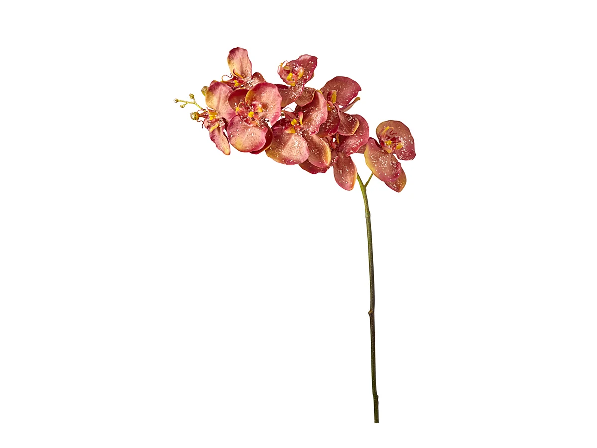 Tige d'Orchidée Phalaenopsis Glitter - Bleu
