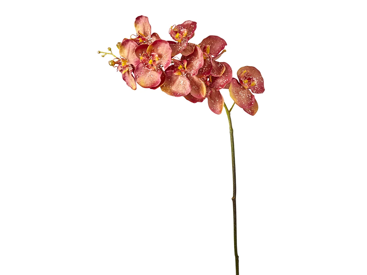 Tige d'Orchidée Phalaenopsis Glitter - Bleu