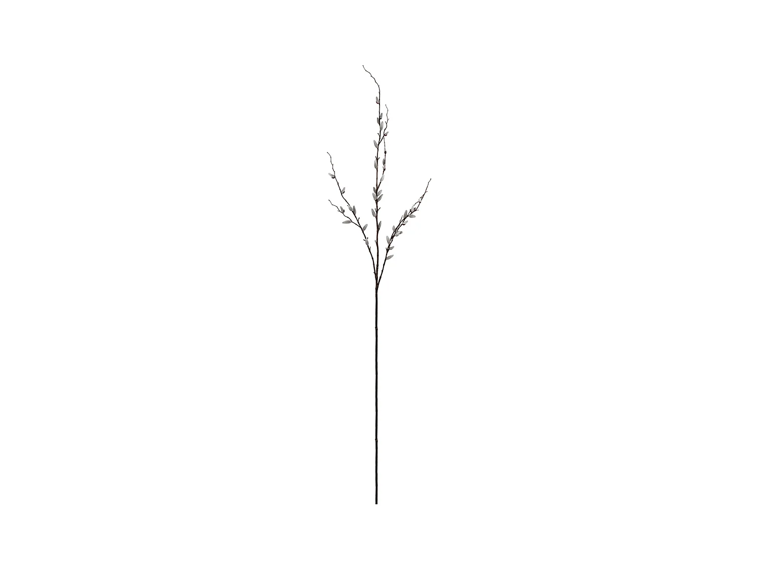 Branche de Saule - Crème
