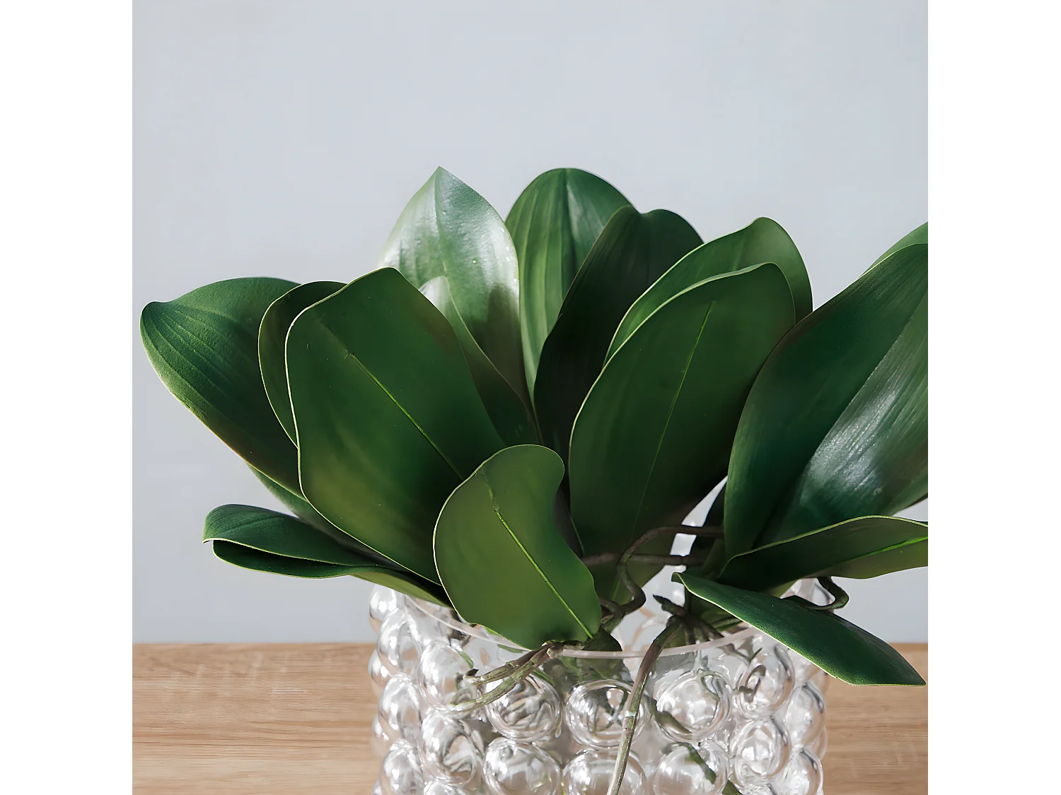 Feuillage d'Orchidée Grand Format - Vert / 22 cm