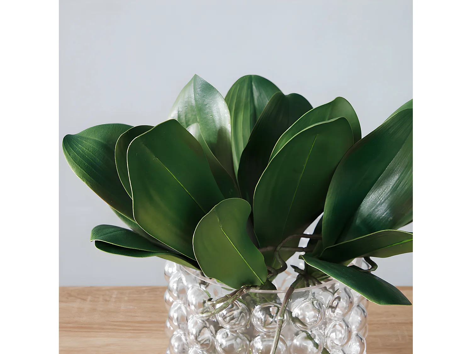 Feuillage d'Orchidée Grand Format - Vert / 22 cm