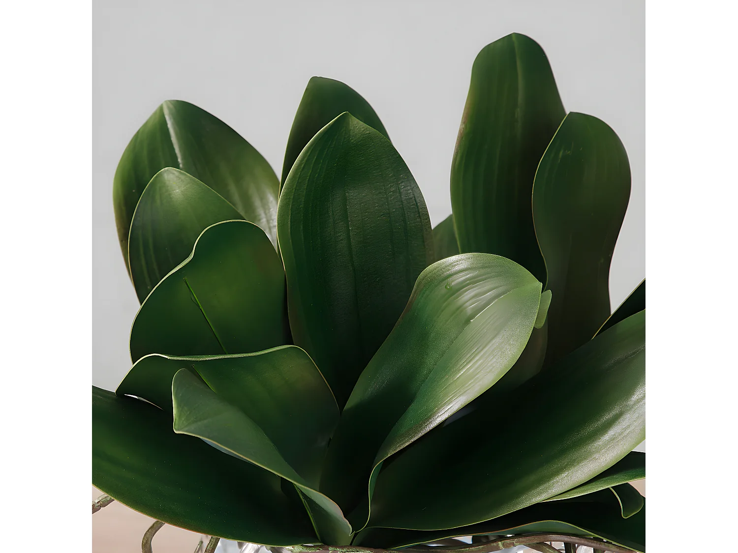 Feuillage d'Orchidée Petit Format - Vert / 20 cm