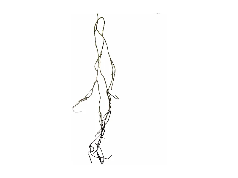 Branche Effet Séché - Vert