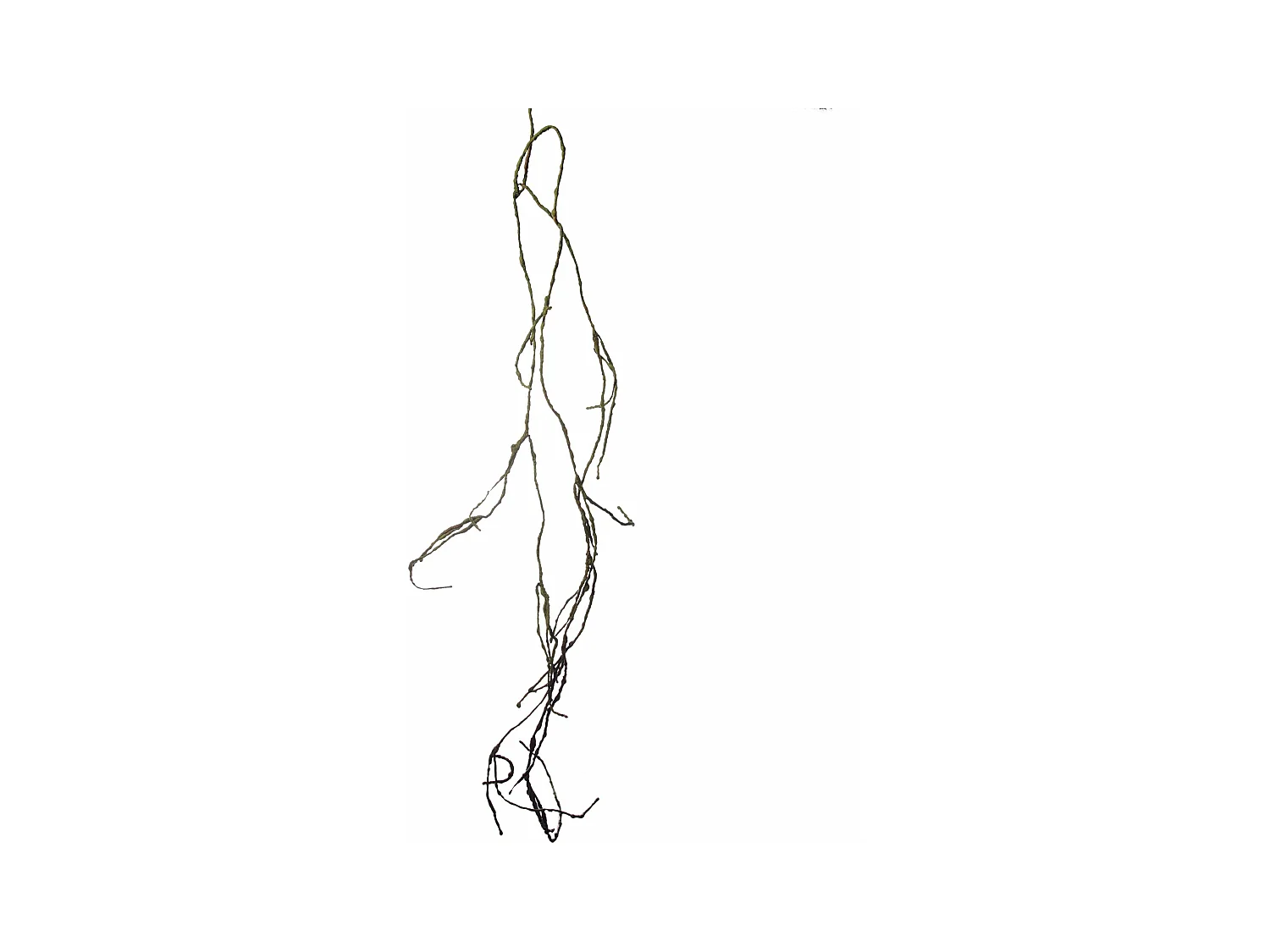 Branche Effet Séché - Vert