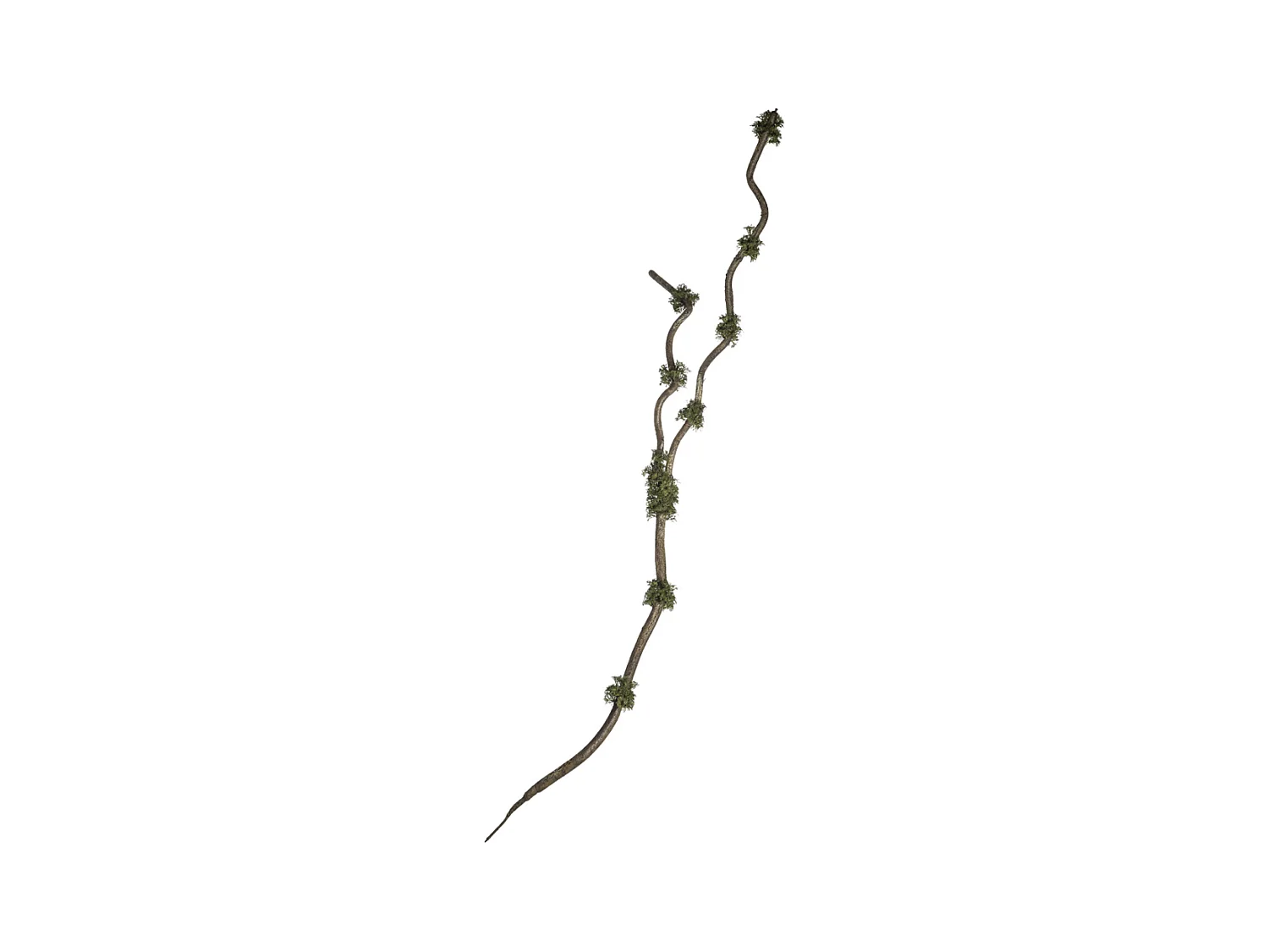 Branche Avec Mousse - Vert