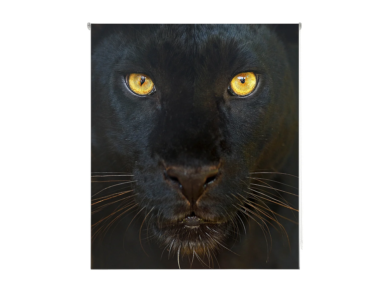 ESTORALIS | Estores Personalizados Easyfix ANIMALES  | 105 x 150 cm (Ancho por Alto) Tamaño de Tela 102 x 150 cm | Modelo A-124 Color Unico