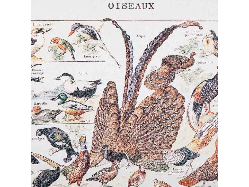 Tableau toile imprimée avec cadre en bois 40x60x2h