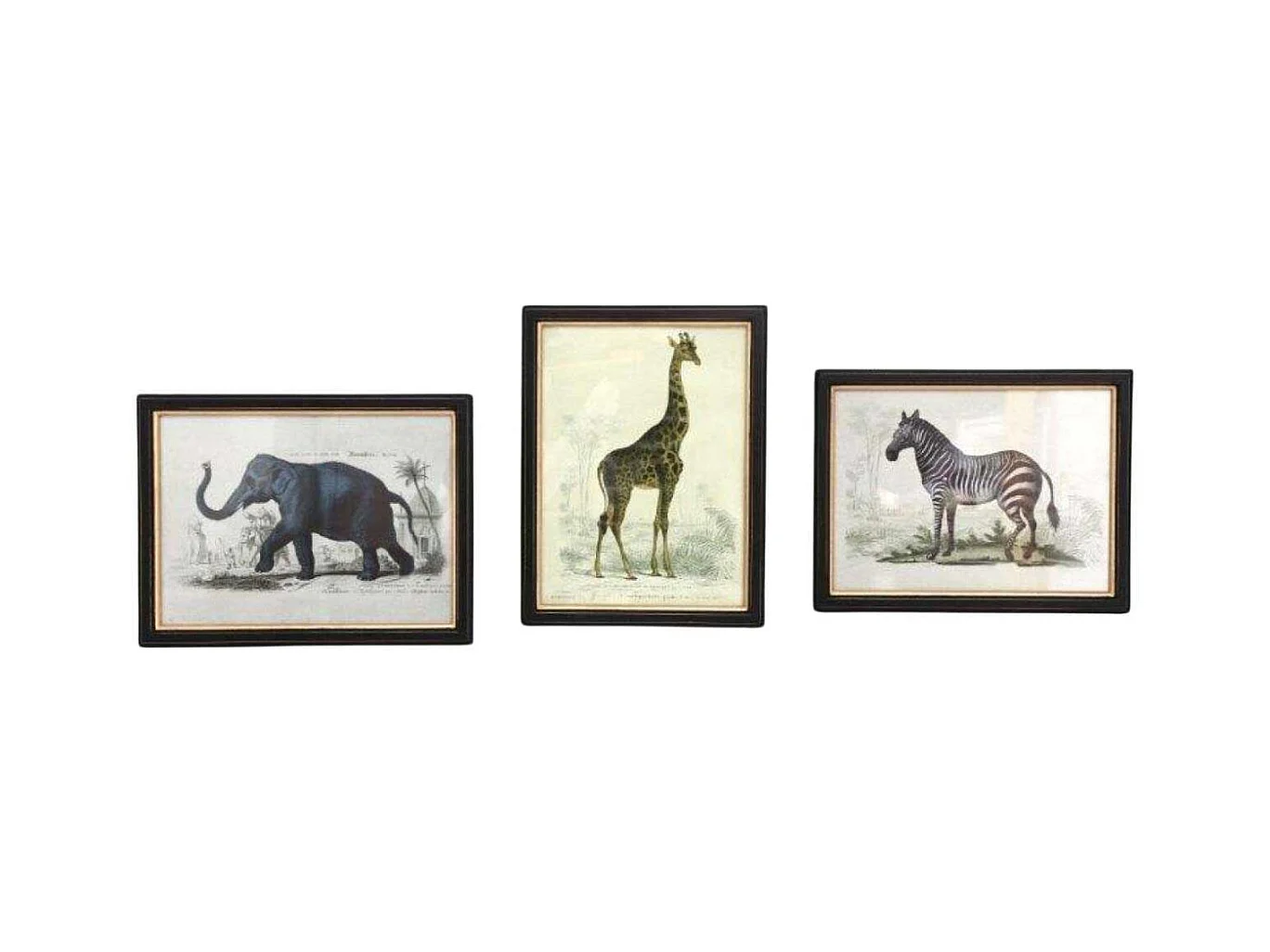 Assortiment de 3 cadres Safari