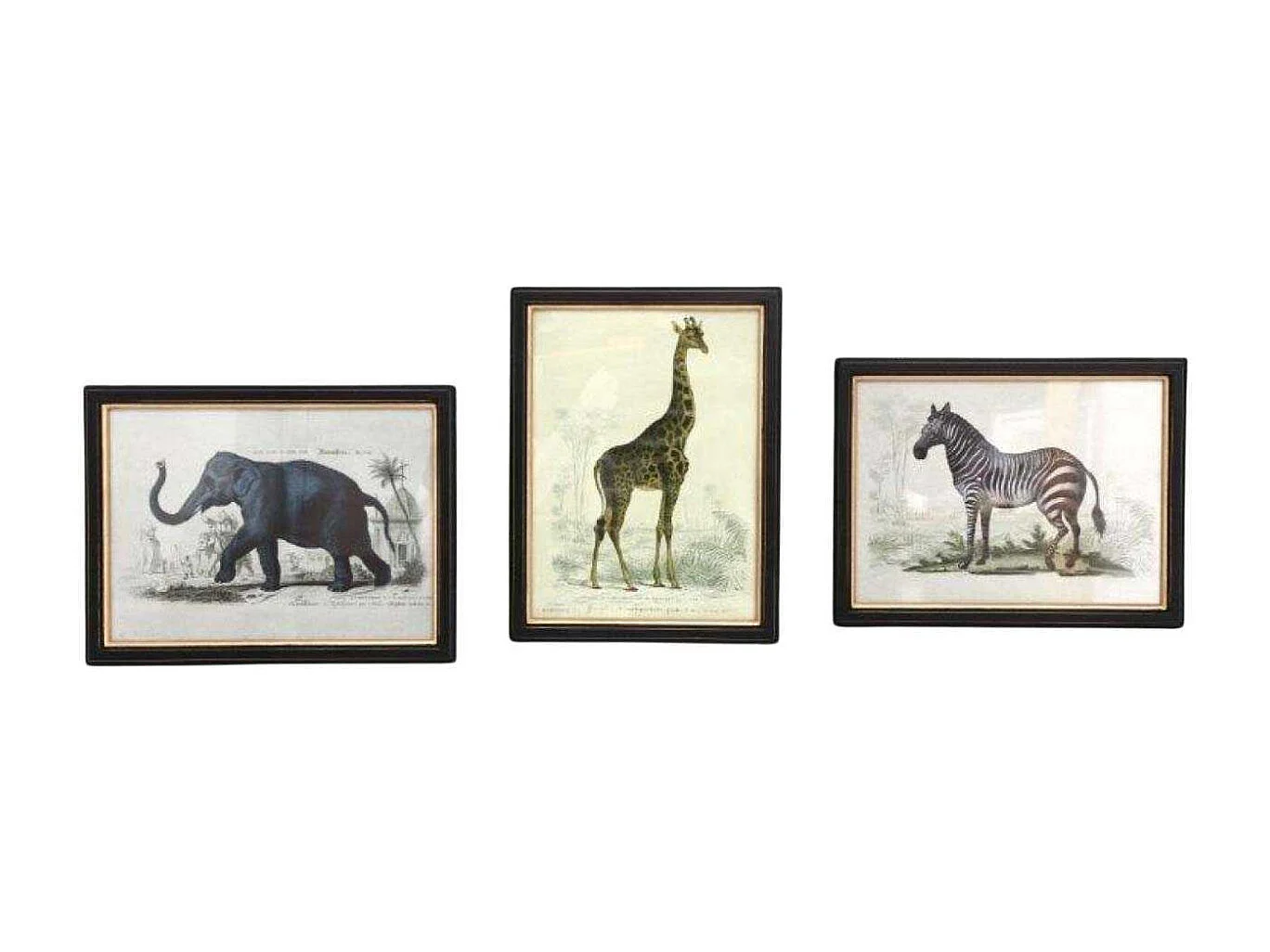 Assortiment de 3 cadres Safari
