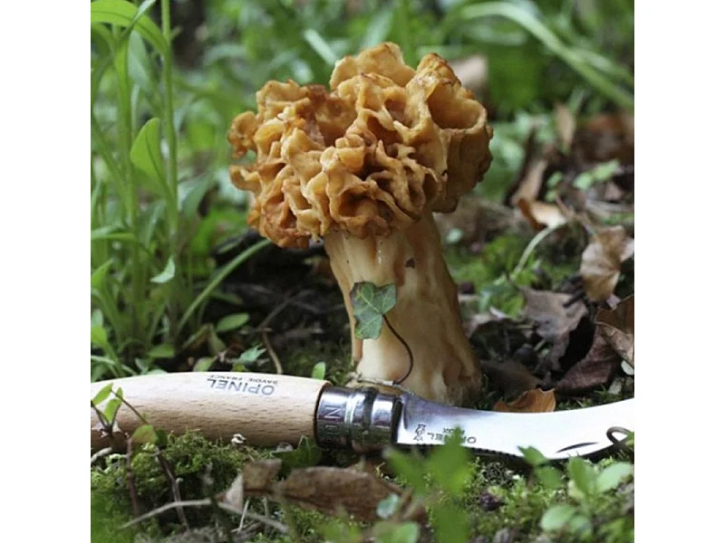 Pilzmesser Opinel - 8 cm, gebogene Klinge aus rostfreiem Stahl, Griff aus naturbelassenem lackierten Buchenholz