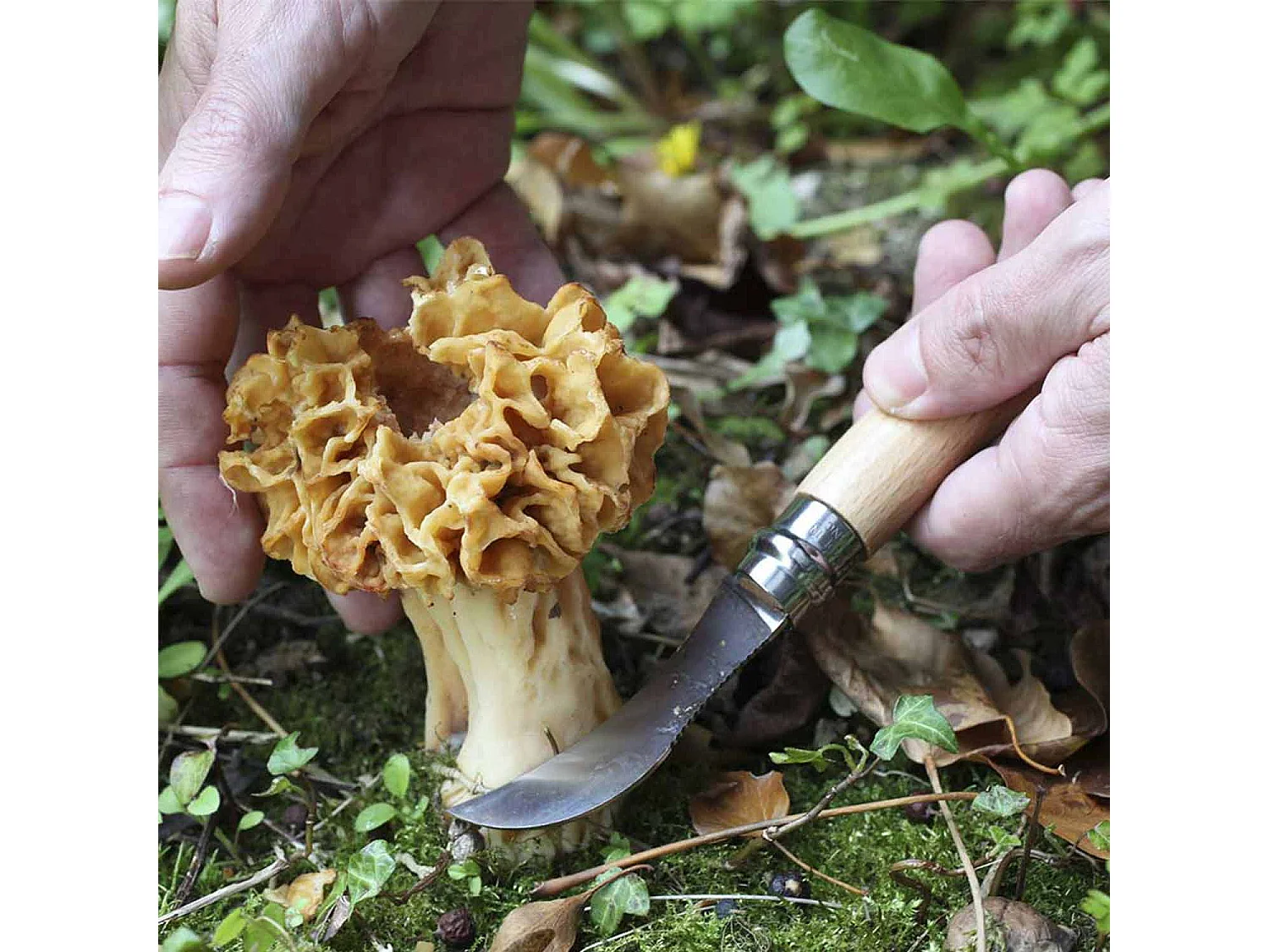 Coltello per funghi Opinel - 8 cm, lama curva in acciaio inossidabile, manico in faggio verniciato naturale