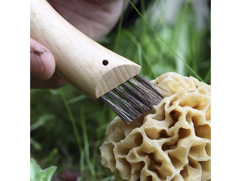 Coltello per funghi Opinel - 8 cm, lama curva in acciaio inossidabile, manico in faggio verniciato naturale