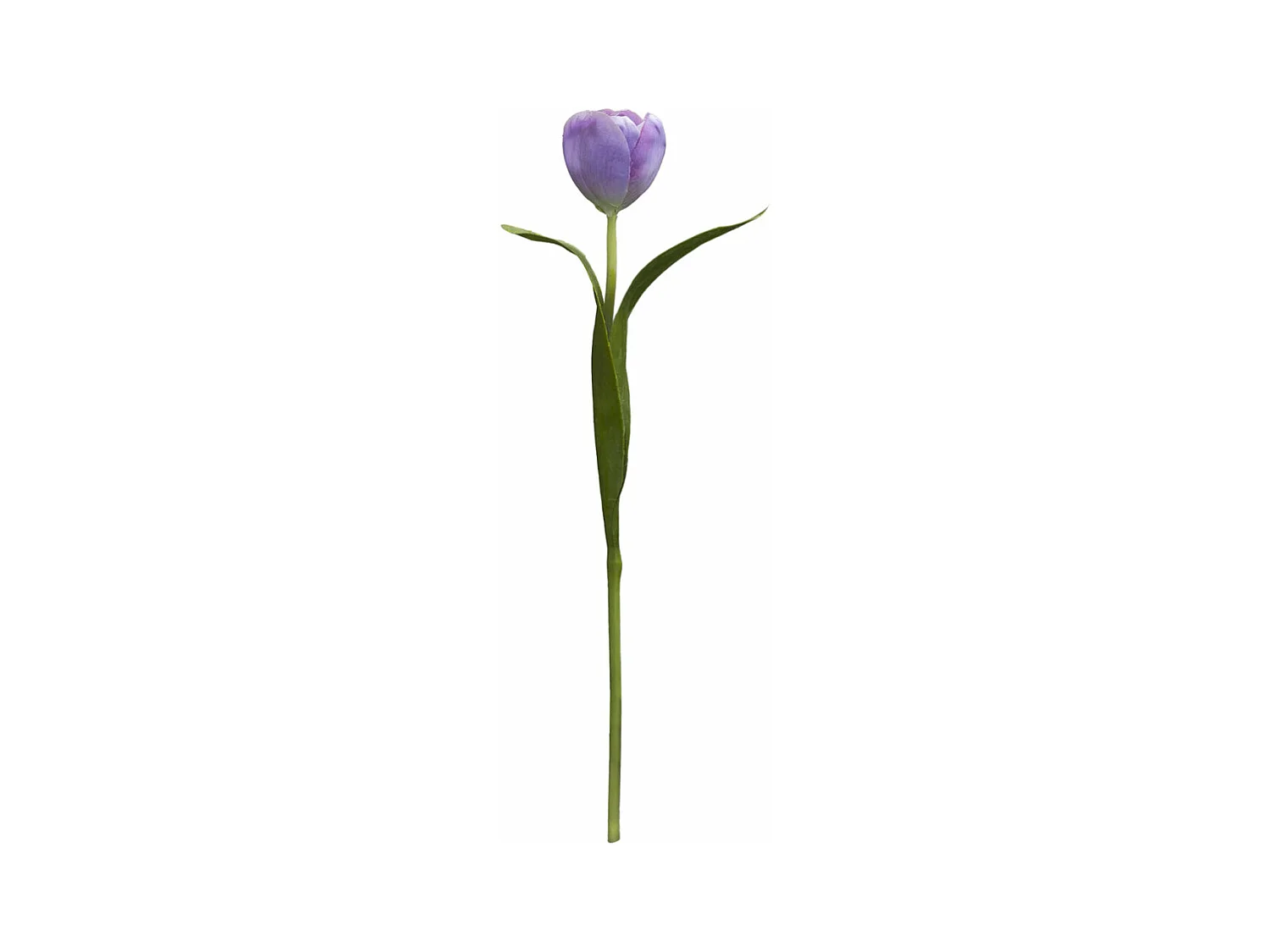 Tige de Tulipe Emilia - Rose pâle