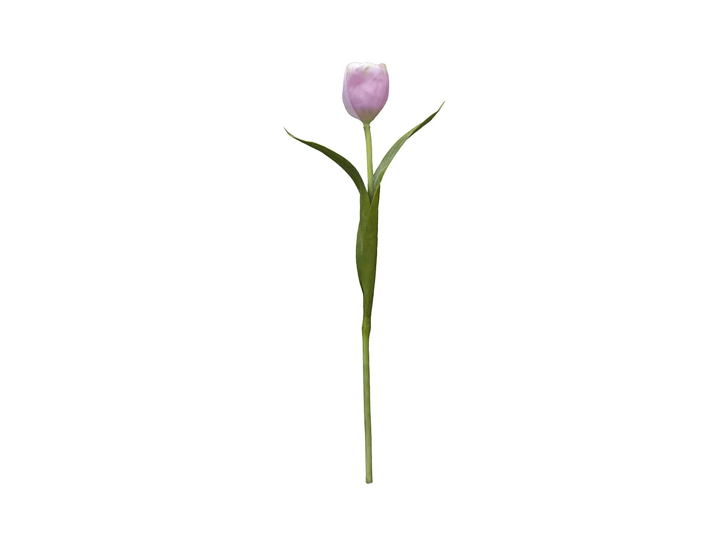 Tige de Tulipe Emilia - Mauve
