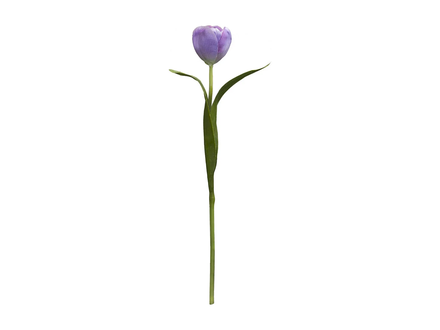 Tige de Tulipe Emilia - Violet