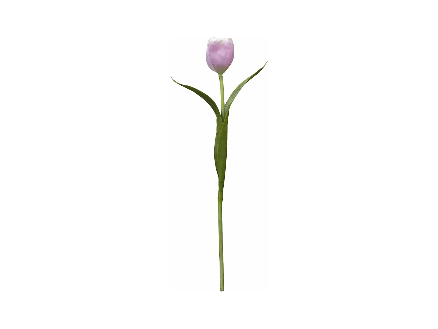 Tige de Tulipe Emilia - Violet