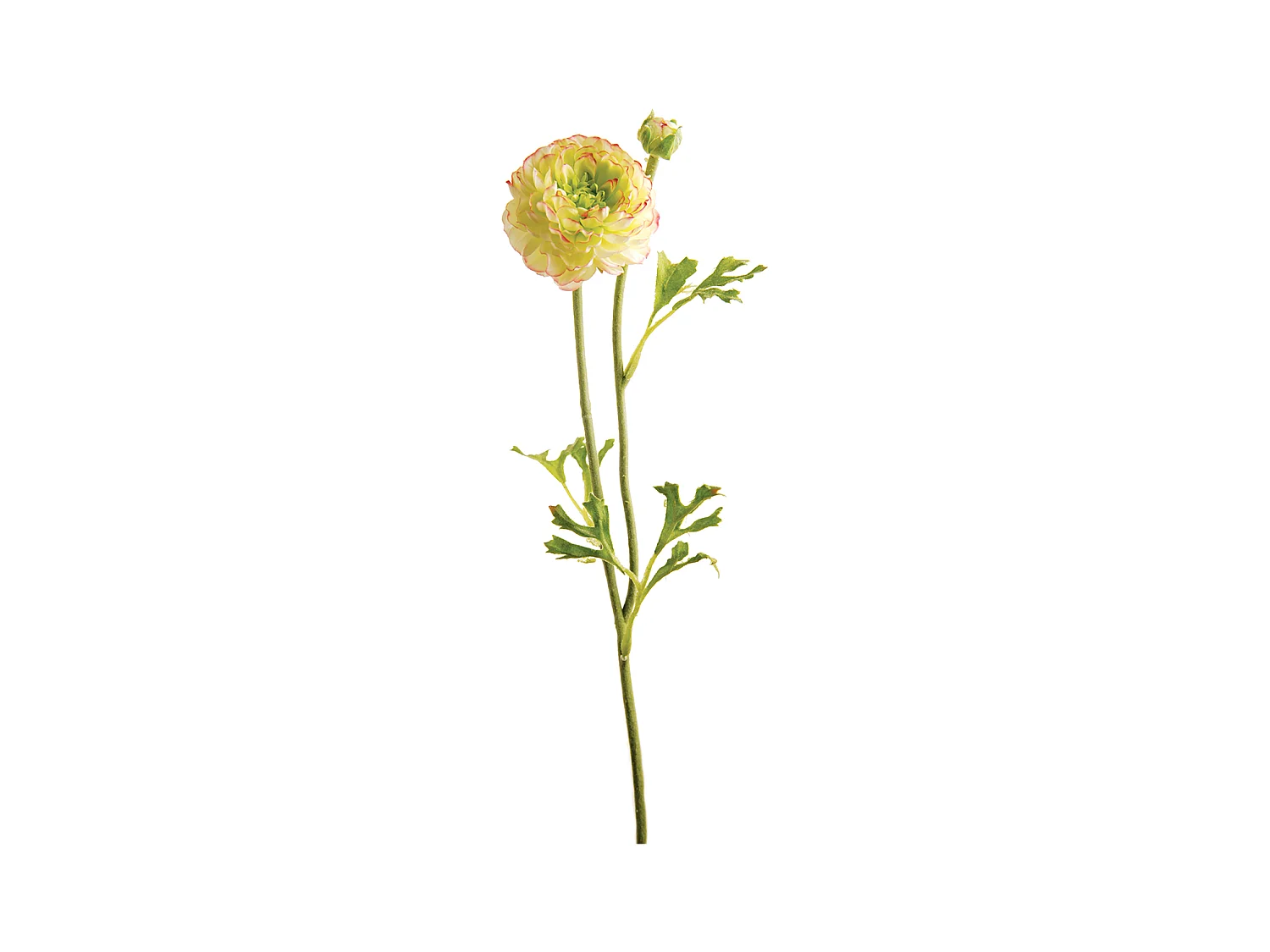 Tige de Renoncule Mathilda - Rouge