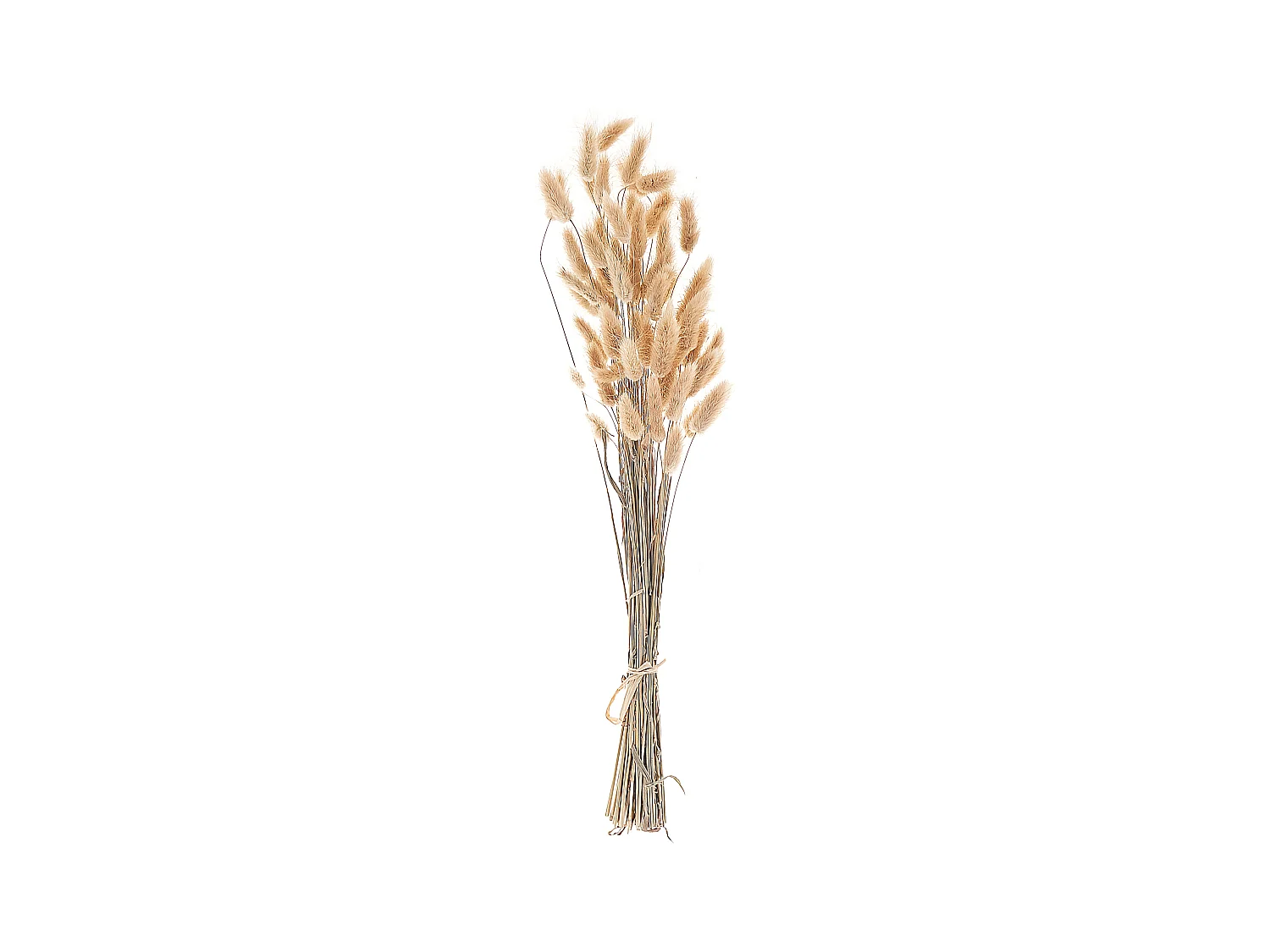 Droogbloemen boeket 58 cm naturel SANABRIA