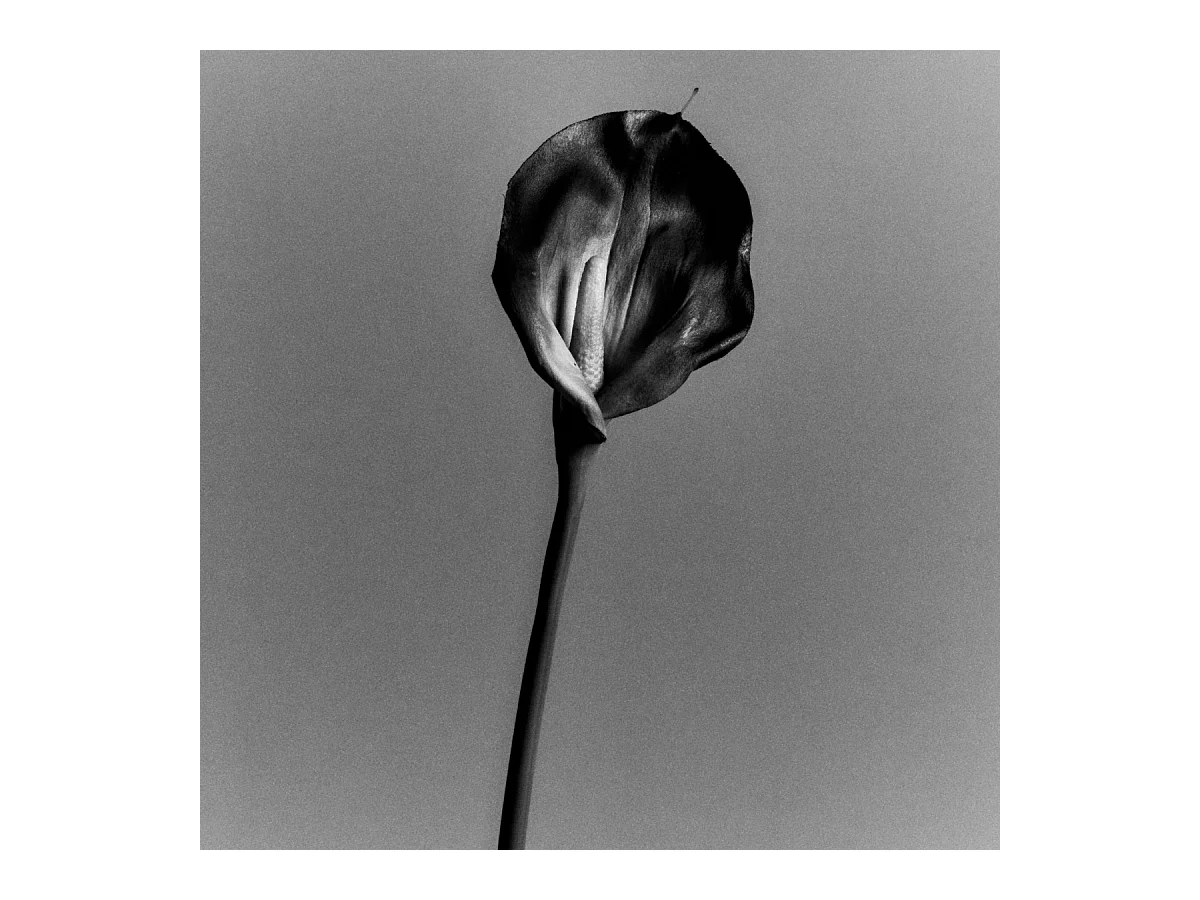 Tige d'Arum Kelly - Orange