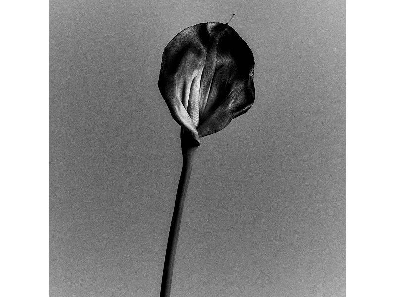 Tige d'Arum Kelly - Orange