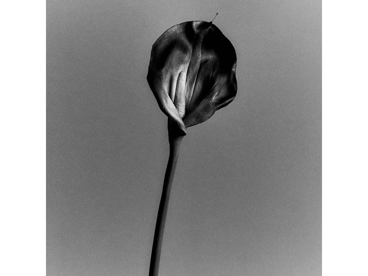 Tige d'Arum Kelly - Violet