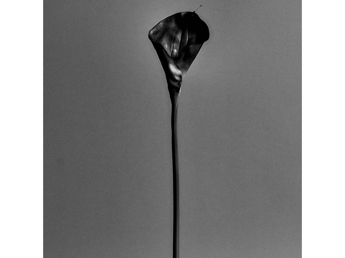 Tige d'Arum Kelly - Violet