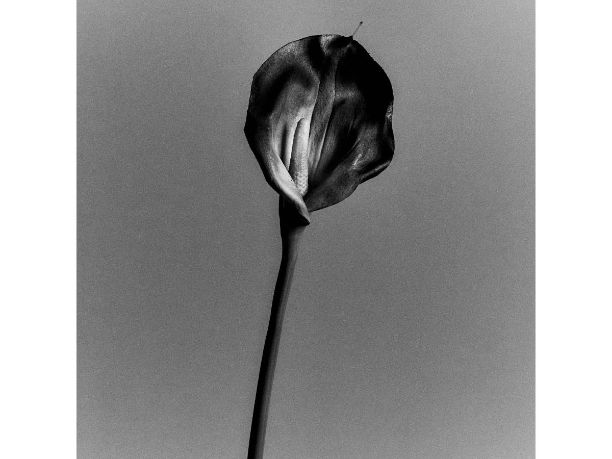 Tige d'Arum Kelly - Violet