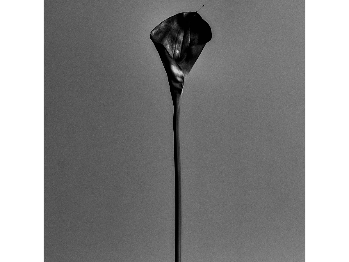 Tige d'Arum Kelly - Violet