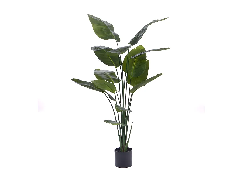 Oiseau du paradis en pot 190 cm