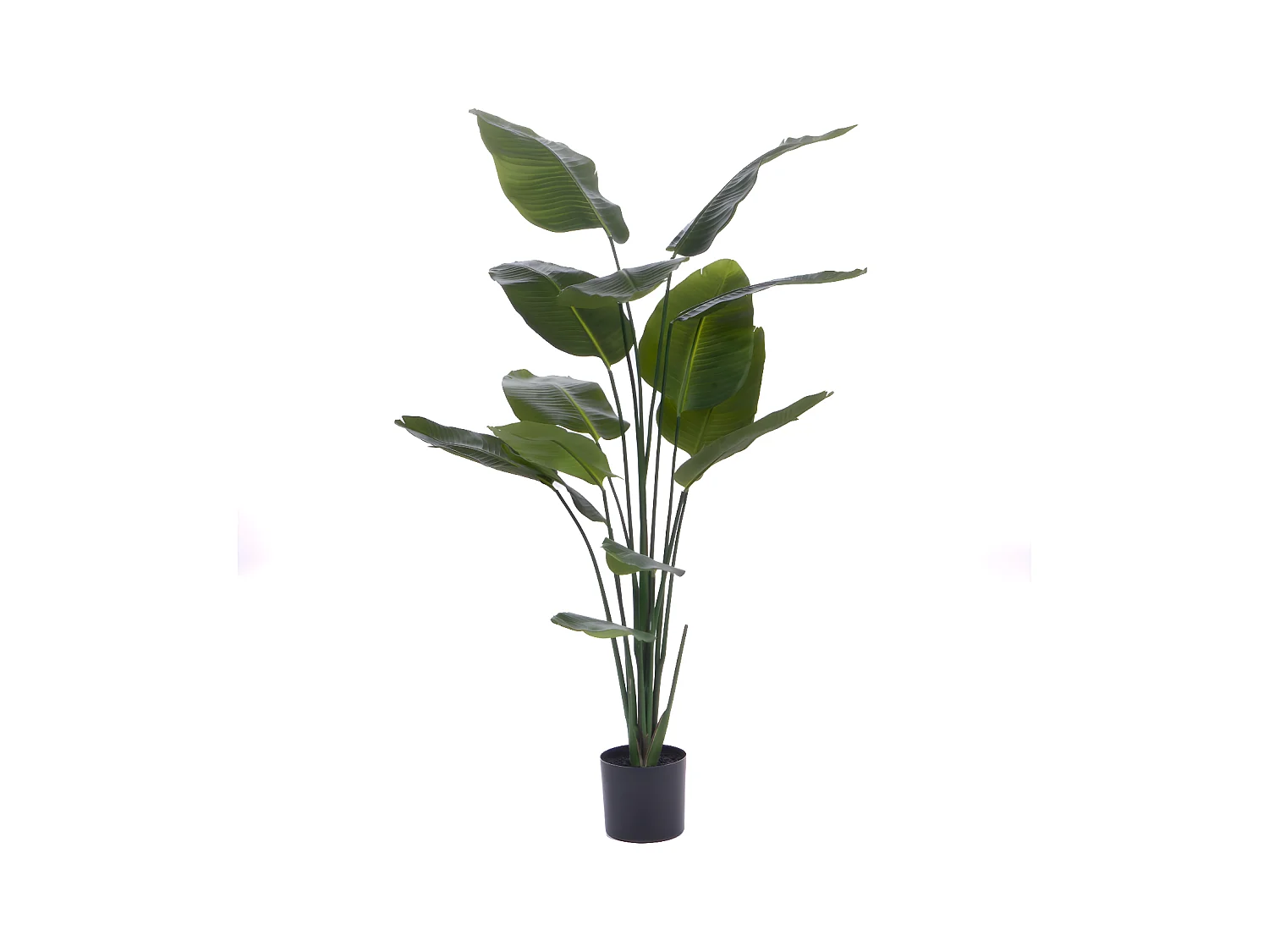 Oiseau du paradis en pot 190 cm