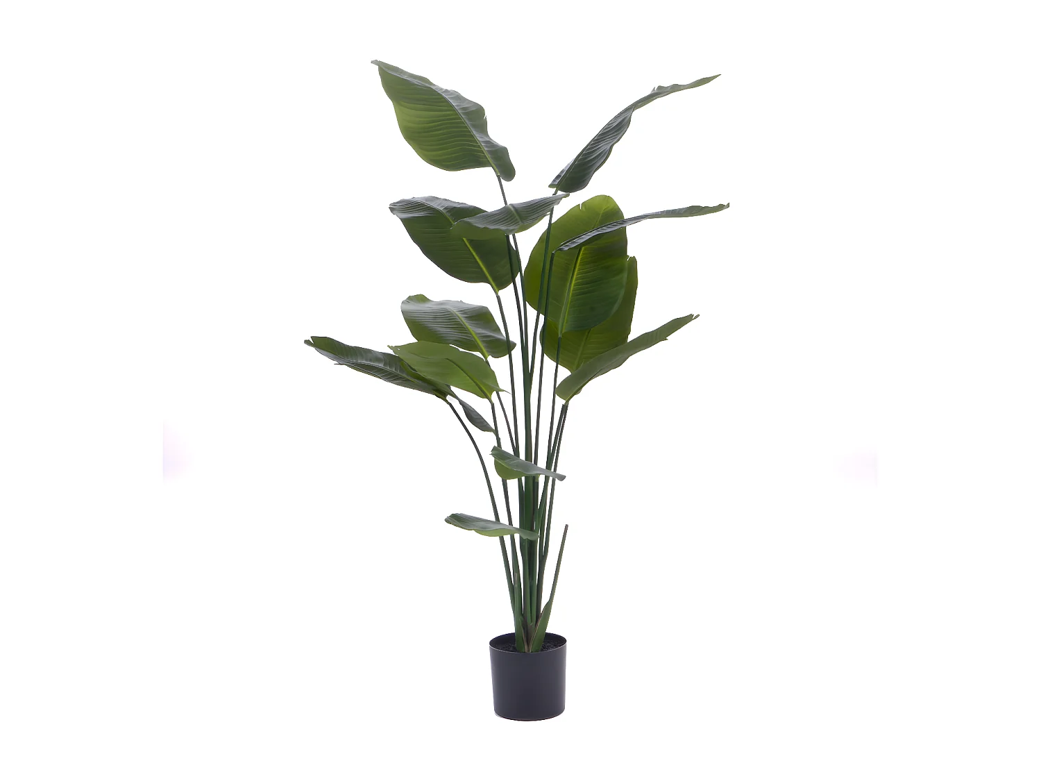 Oiseau du paradis en pot 190 cm